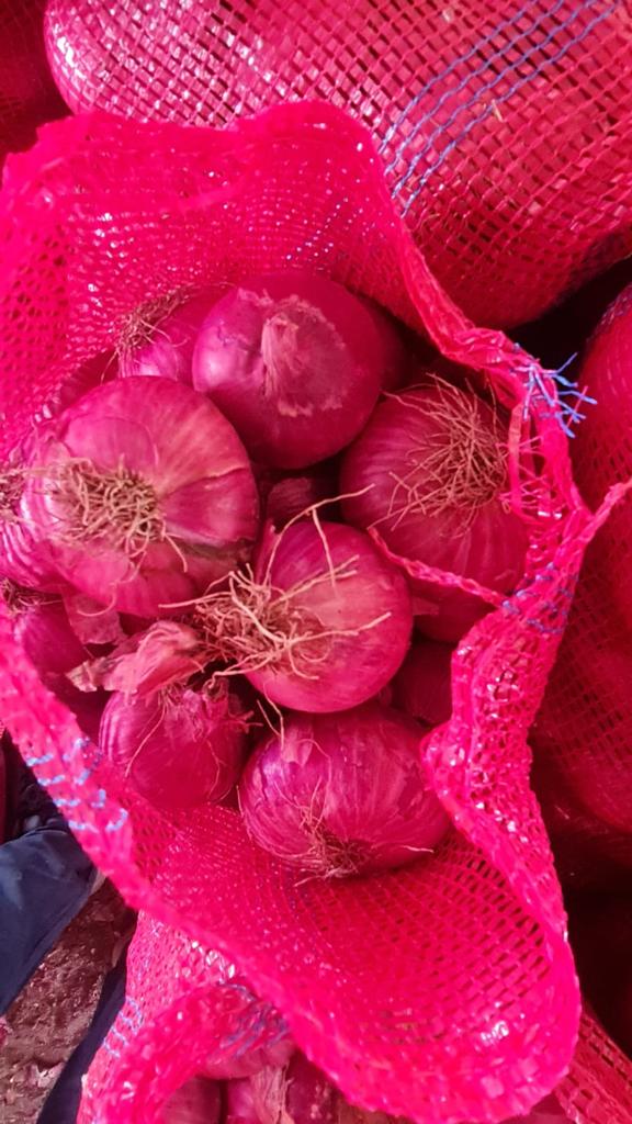 Red onions packed in mesh bags for export