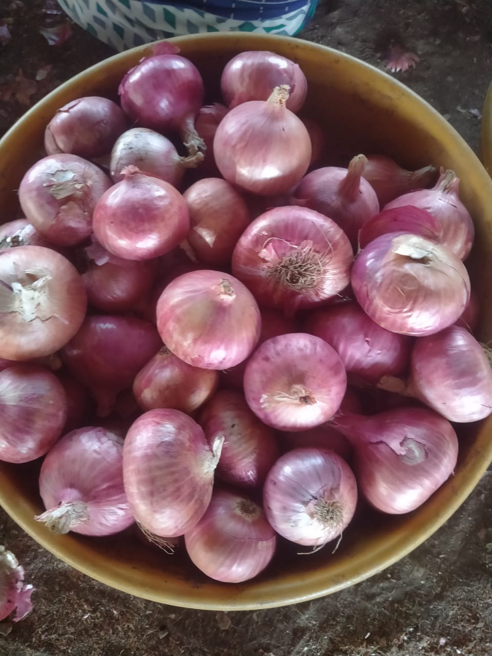 Fresh red onions sorted for export